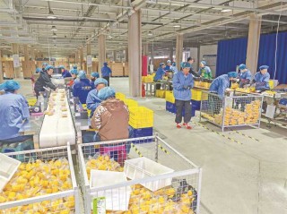 探访“中国玉米之乡”： 鲜食玉米年销4亿穗