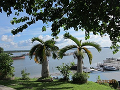 如何了解新加坡交易所橡胶期权？该期权有什么特点？  第1张